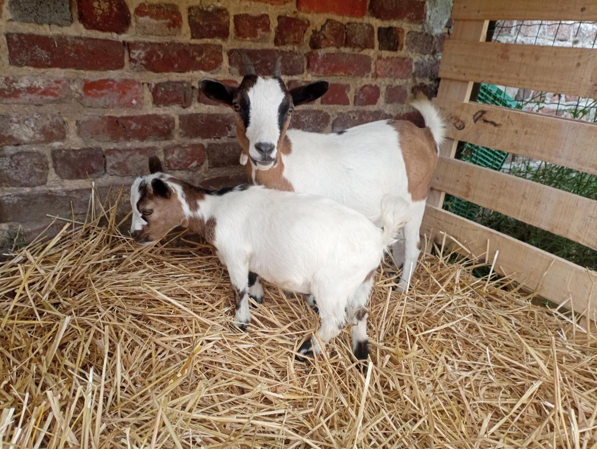 Gite A La Ferme Chez Magali Escaudoeuvres Exterior photo